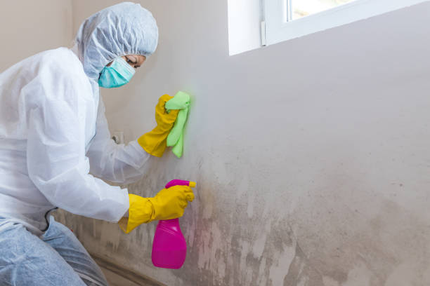 Trusted Puxico, MO Mold Removal Services Experts